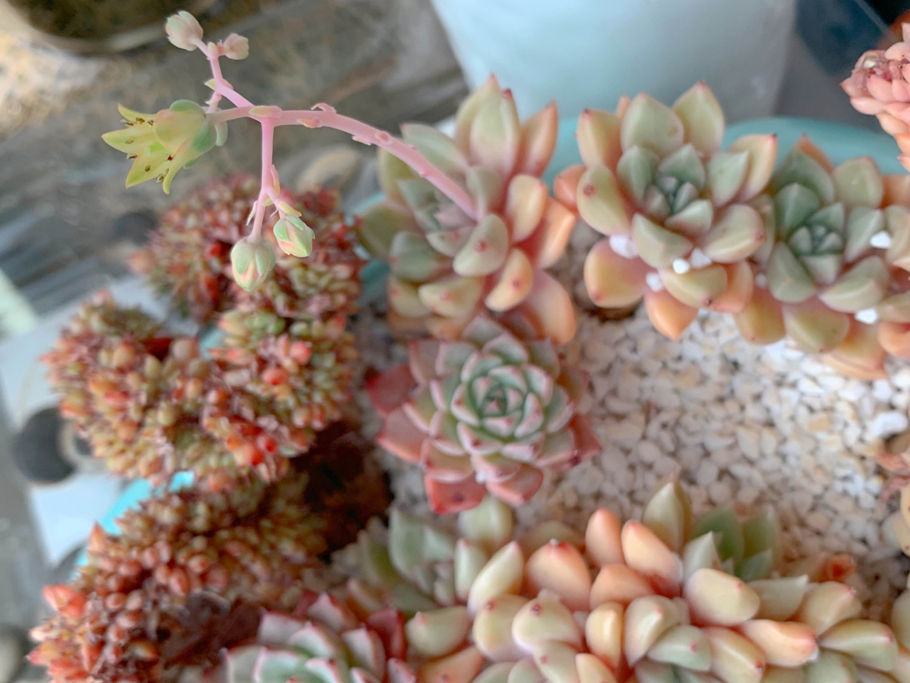 Yes, I use plants to cope